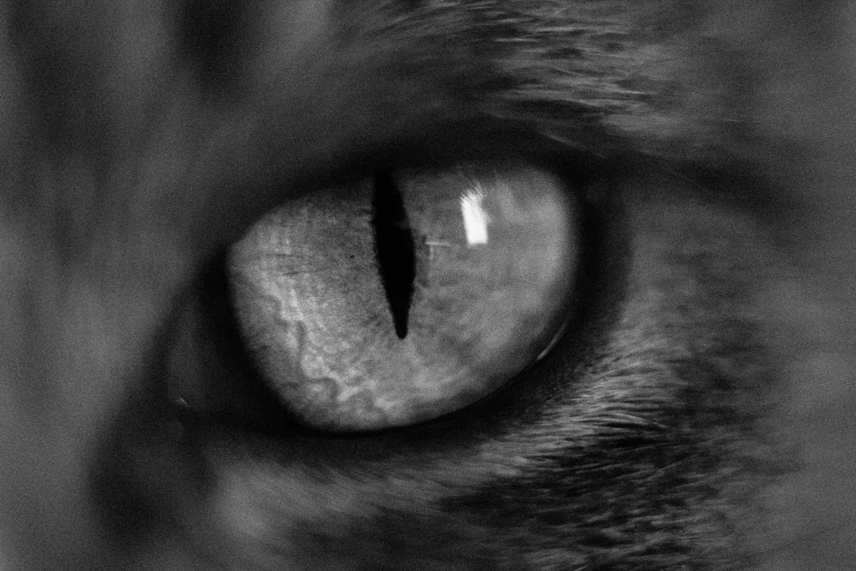Quand le PN n'obtient pas ce qu'il veut: Réactions & protection - Narcissist capture