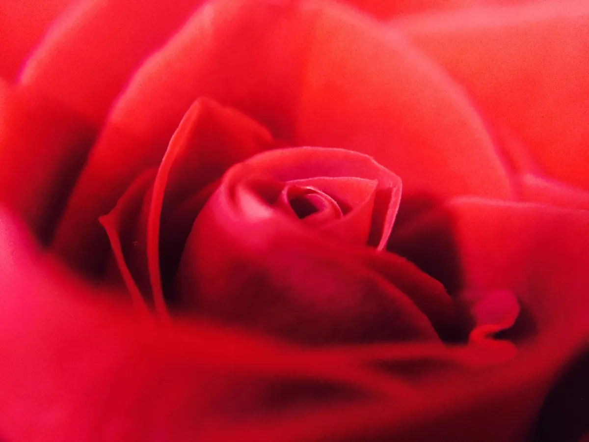 Significations Fleurs Tatouages: Découvrez Leur Vrai Sens - Flower color symbolism emotion