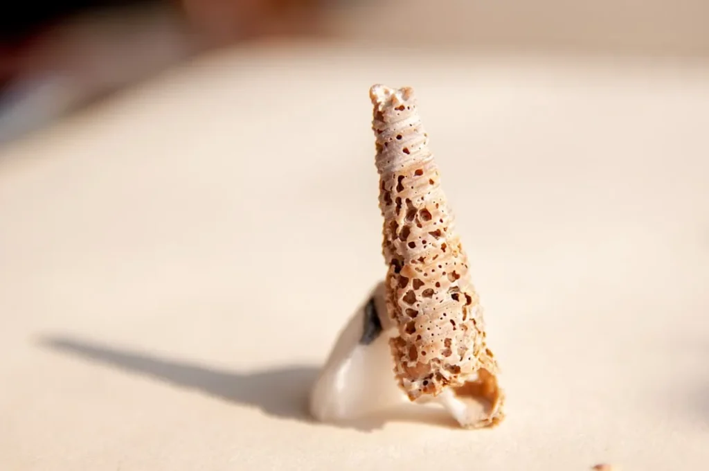 Here's a caption: a delicate shell stands tall.