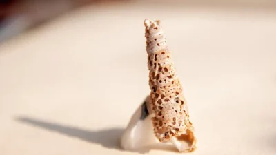 Here's a caption: a delicate shell stands tall.