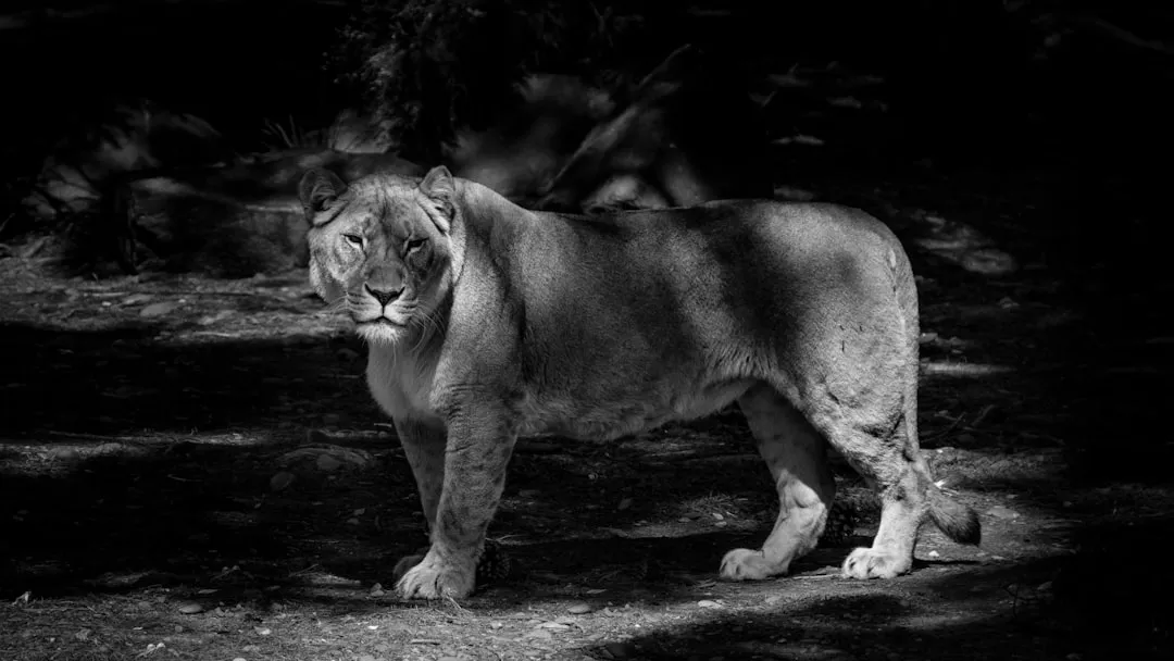 grayscale photo of lioness