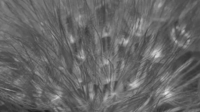 a black and white photo of a plant