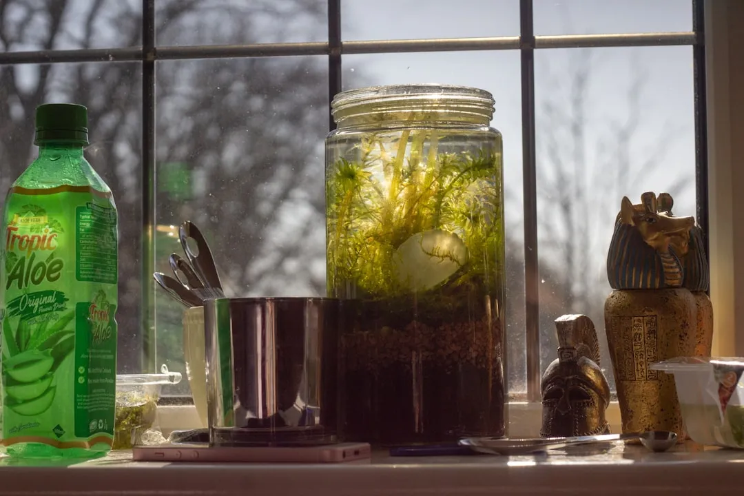 clear glass jar with green leaves inside