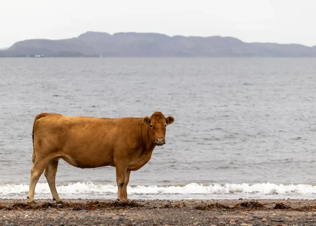 a brown cow standing on top of a sandy beach