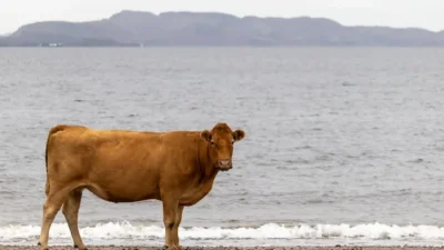 a brown cow standing on top of a sandy beach