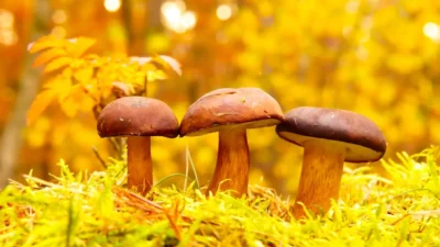 three mushrooms in forest